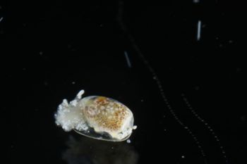Media type: image;   Malacology 393732 Description: live specimen;